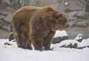 Bear kodiak (aljaski medved)